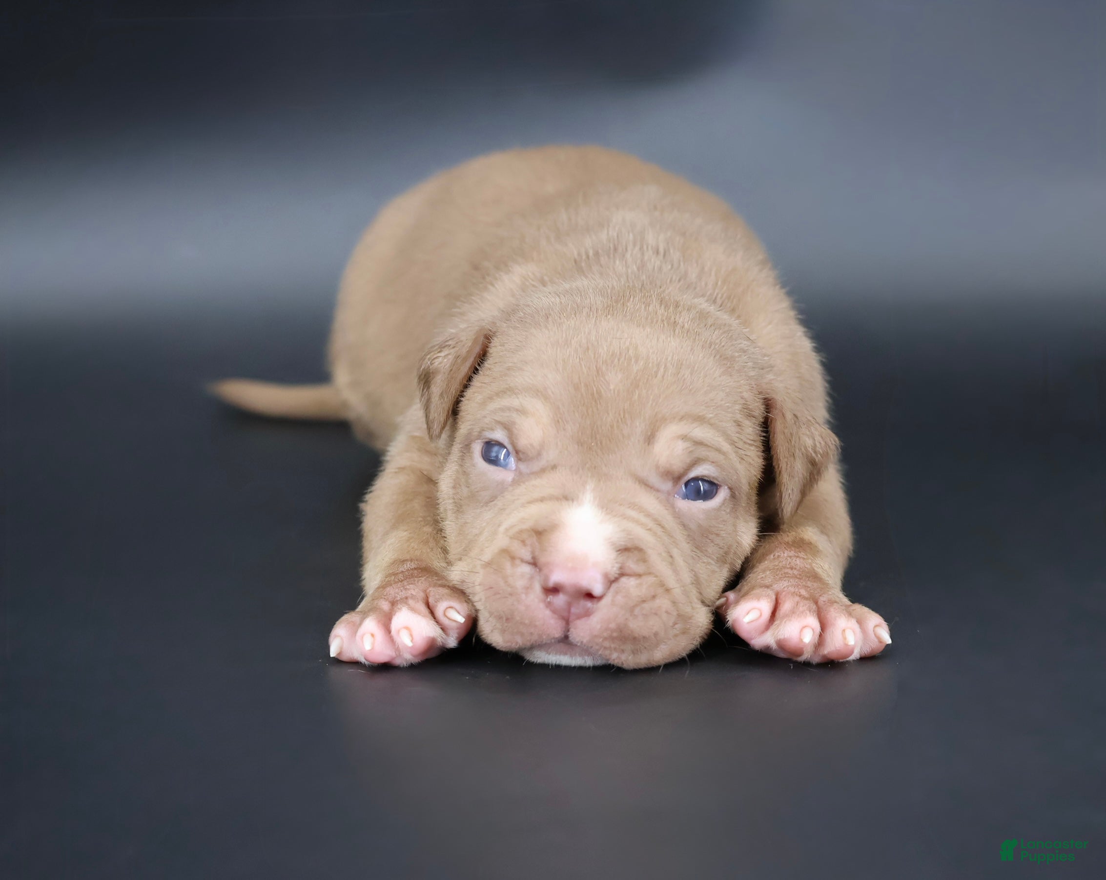 American Bully dogs Horus - XL - ABKC  - Ad 1