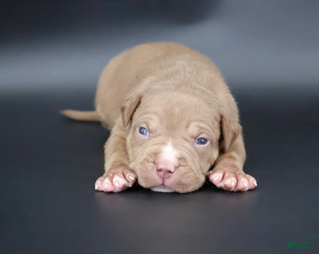 American Bully dogs for sale: Horus - XL - ABKC  - Ad 1