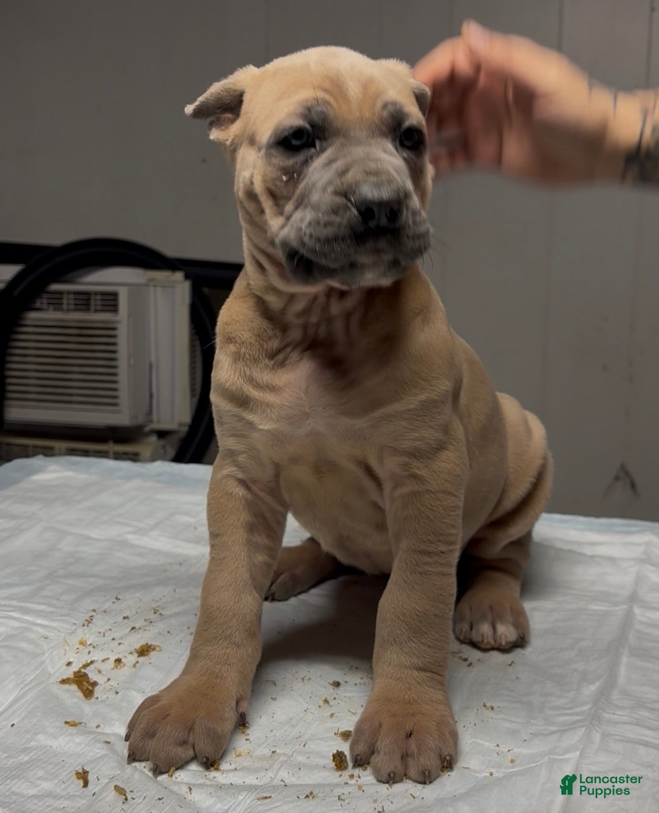 Cane Corso dogs Cane Corso Puppy 3 - Ad 36