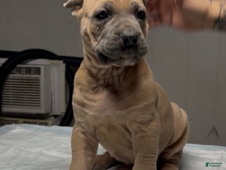 Cane Corso dogs Cane Corso Puppy 3 - Ad 36