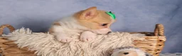 Welsh Corgi Pembroke dogs for sale:  Cody 🐾🐶 - Ad 20
