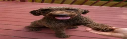 Bordoodle dogs for sale: Purple Girl - Ad 5