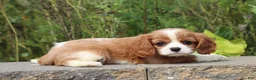 Cavalier King Charles Spaniel dogs for sale: Scott - Ad 3