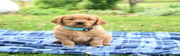 Golden Retriever dogs for sale: Carolina - Ad 4