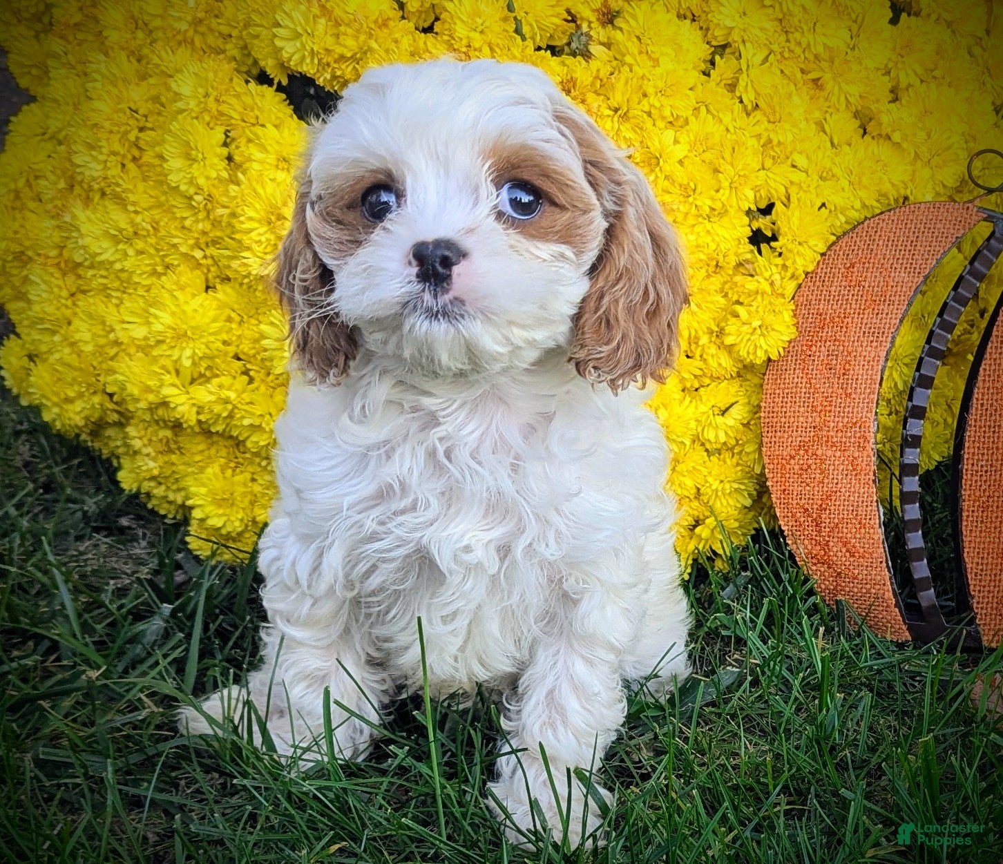 Cavapoo dogs for sale: Mr Denny - Ad 1