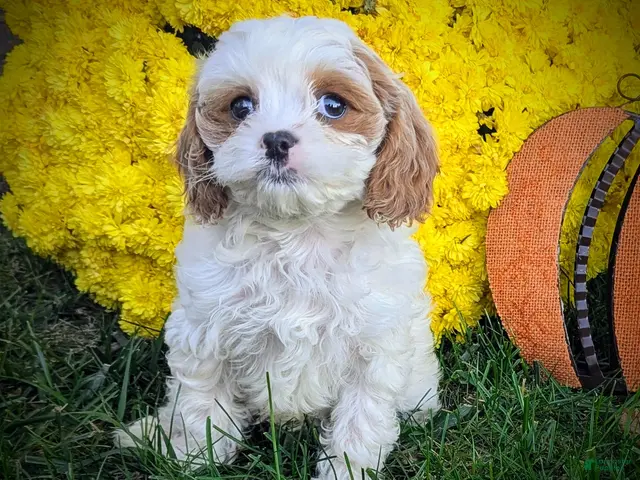 Cavapoo dogs for sale: Mr Denny - Ad 1