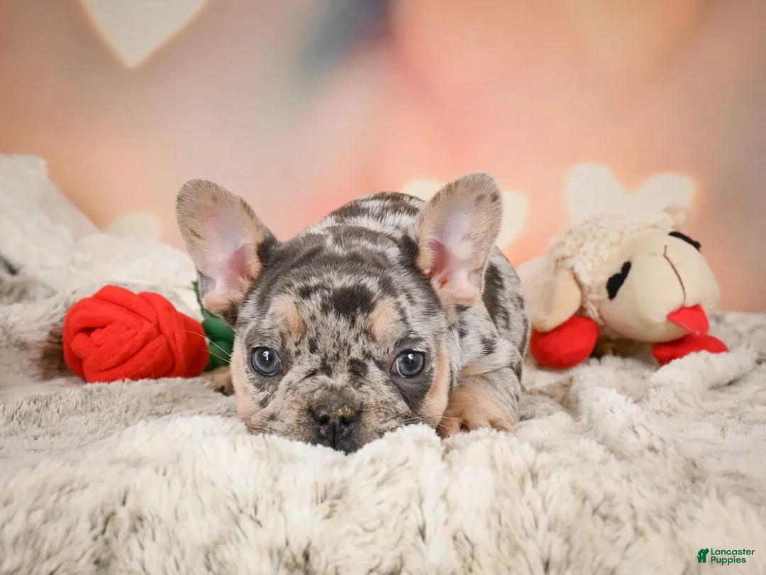 French Bulldog dogs for sale: Amy - Ad 8