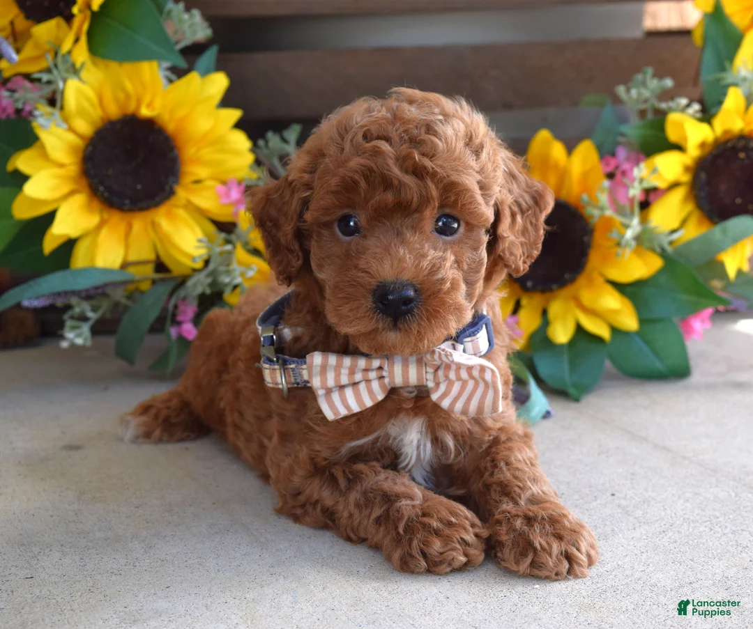 Toy Poodle dogs for sale: Payton - Ad 10