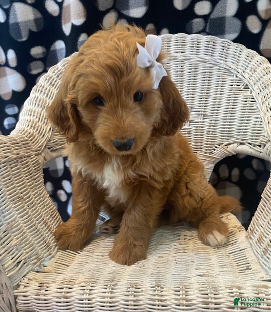 Mini Bernedoodle dogs Penny - Ad 2