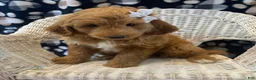 Mini Bernedoodle dogs for sale: Penny - Ad 2