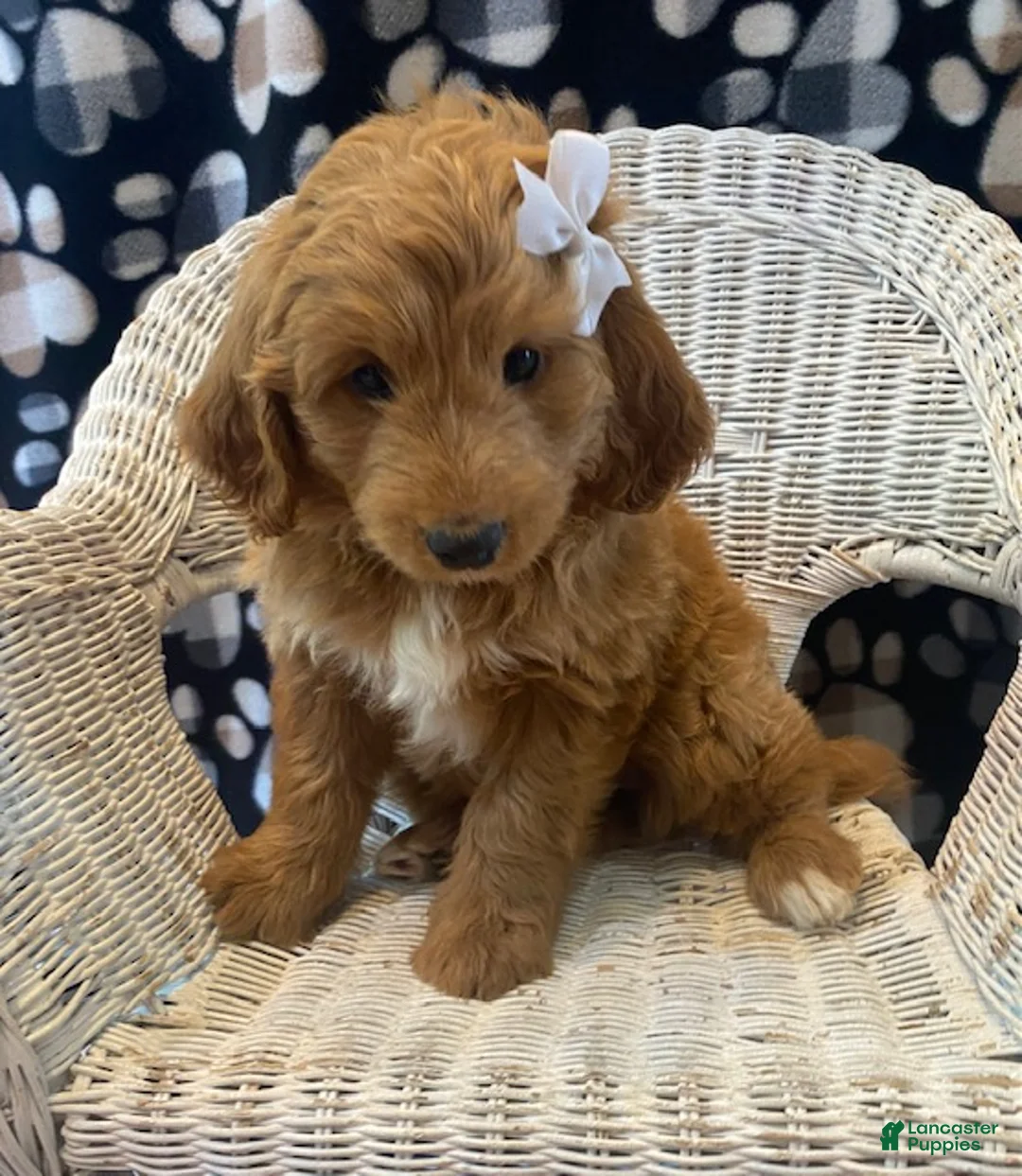 Mini Bernedoodle dogs for sale: Penny - Ad 2