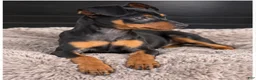 Miniature Pinscher dogs for sale: Tilly - Ad 3