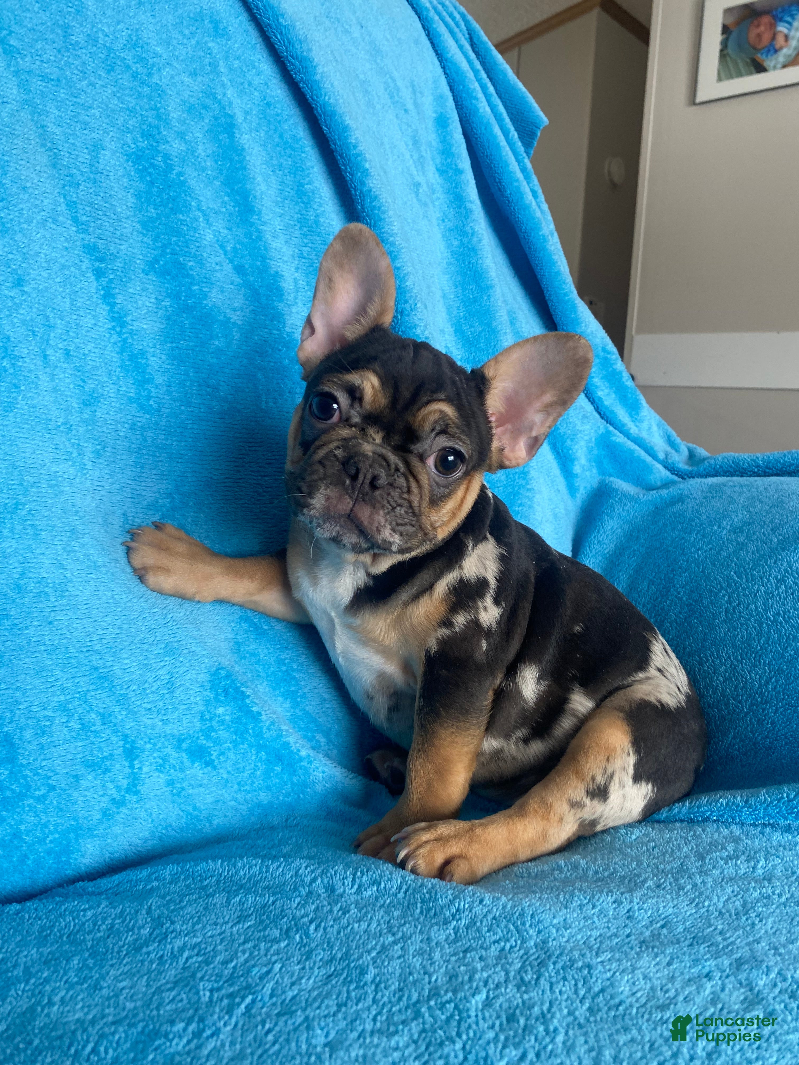 French Bulldog dogs Max  - Ad 35