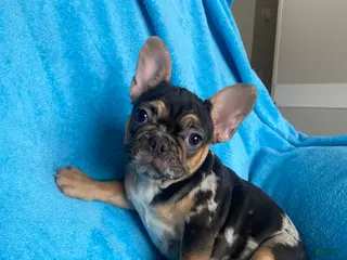 French Bulldog dogs Max - Ad 33