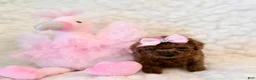 Toy Poodle dogs for sale: Summer tiny toy deep red - Ad 3