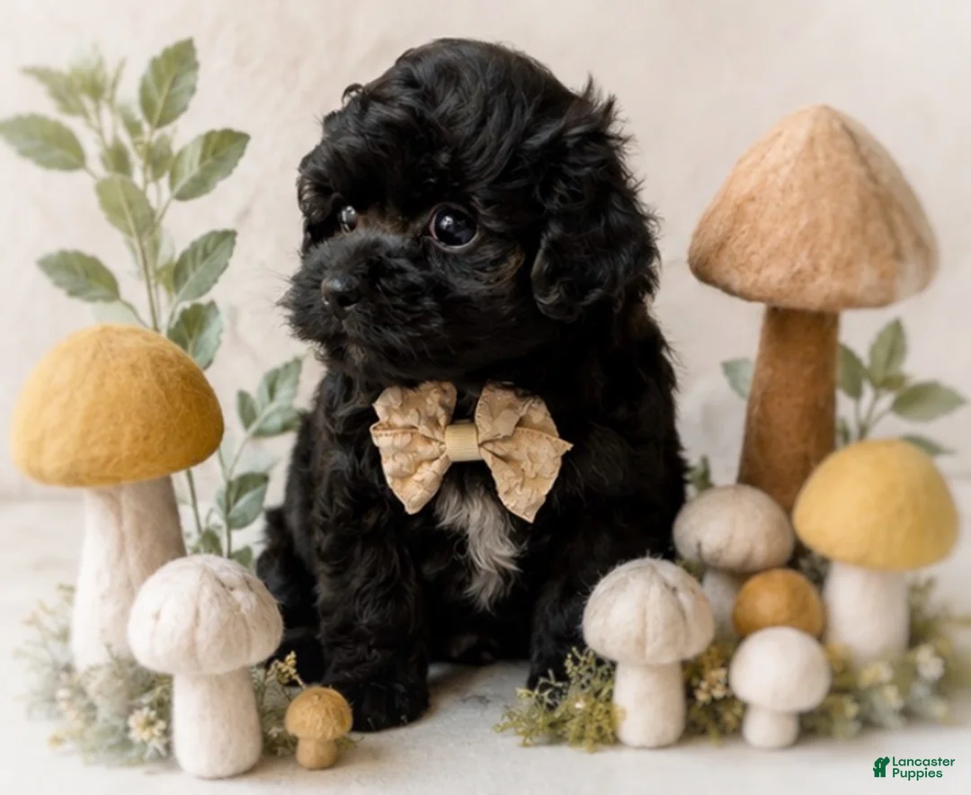 Shihpoo dogs for sale: Louie - Ad 3