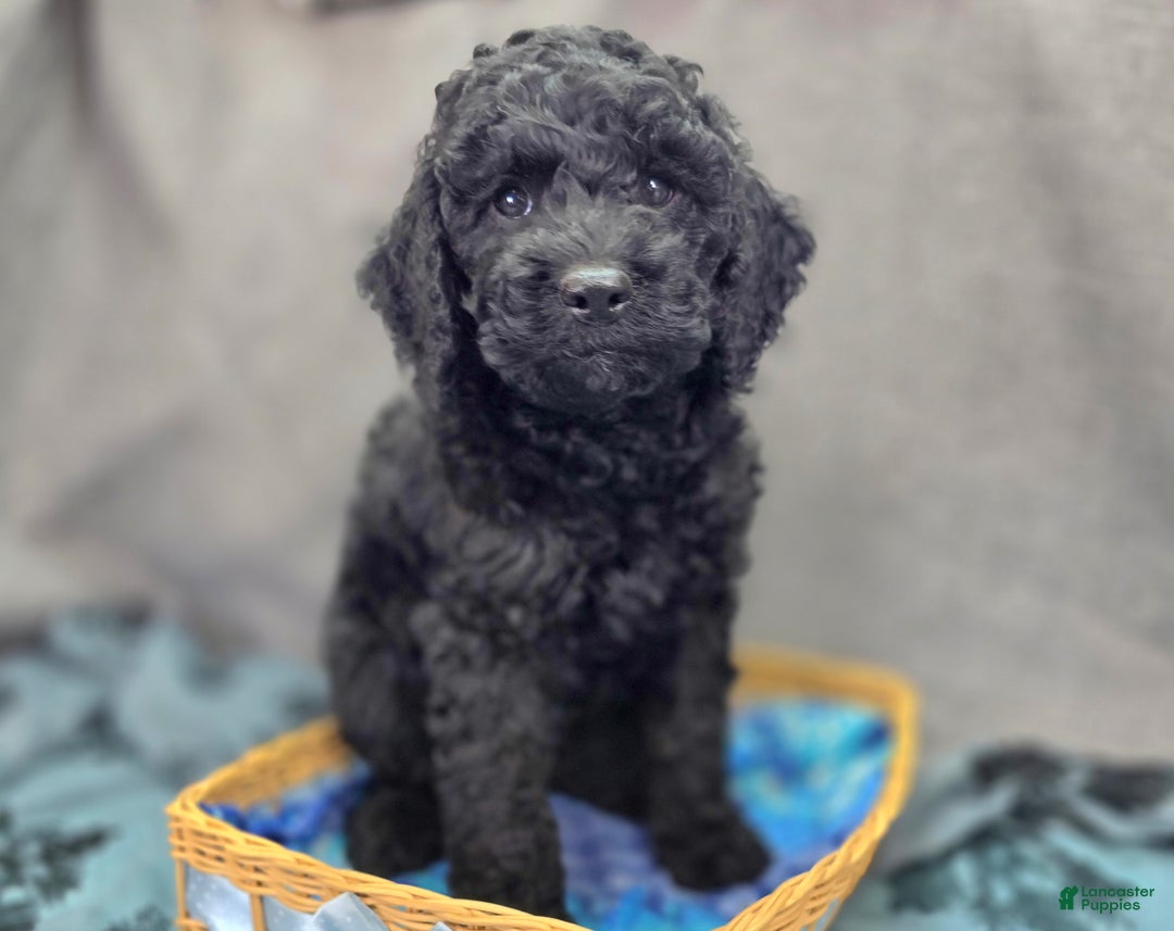 Cockapoo dogs for sale: Foggy - Ad 1