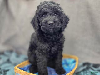 Cockapoo dogs Foggy - Ad 28