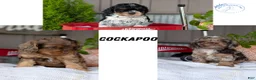Cockapoo dogs for sale: Baxter - Ad 15