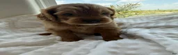 Mini Goldendoodle dogs for sale: Dallas - Ad 2