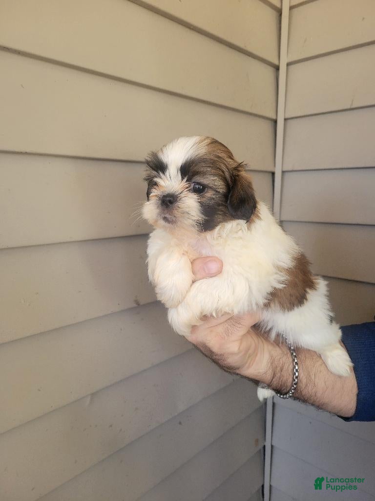 Shih Tzu dogs Shih Tzu Puppy tina - Ad 2