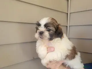 Shih Tzu dogs Shih Tzu Puppy tina - Ad 2