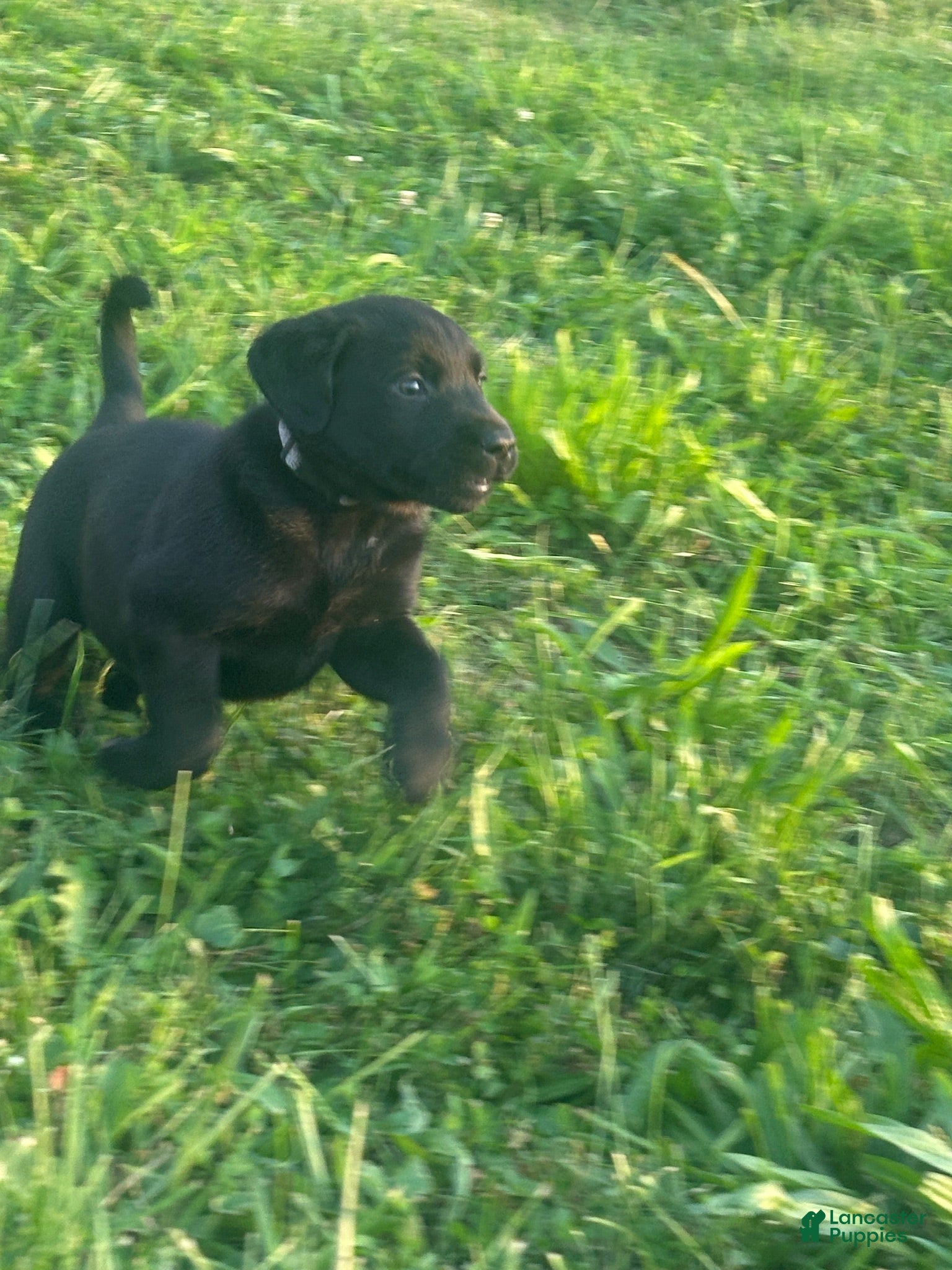 Labrador Retriever dogs Colt  - Ad 20