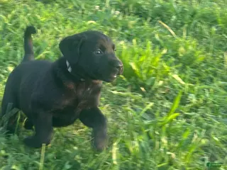 Labrador Retriever dogs Colt - Ad 20