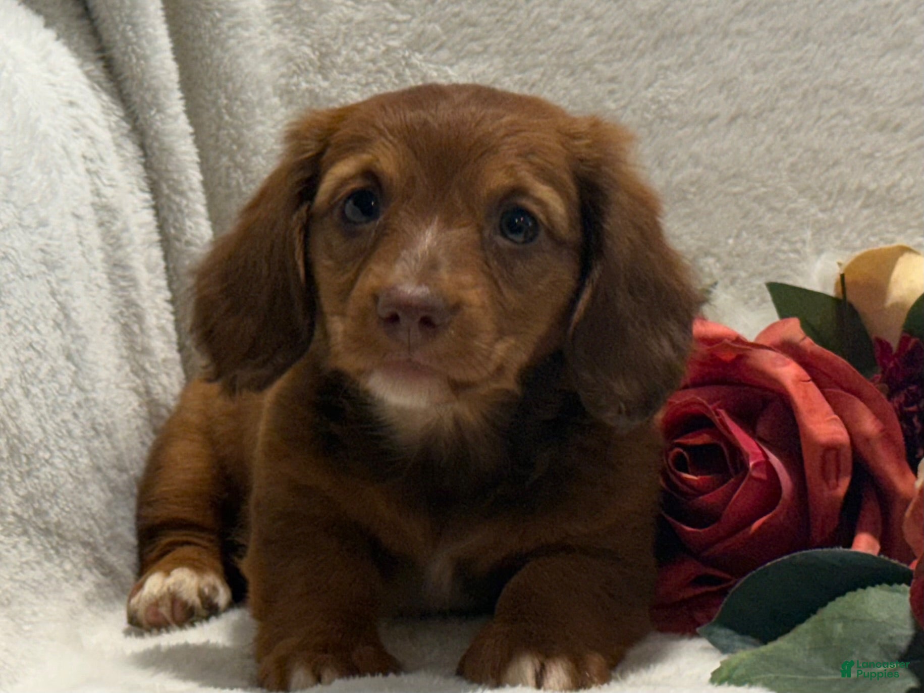 Miniature Dachshund dogs Paisley  - Ad 2