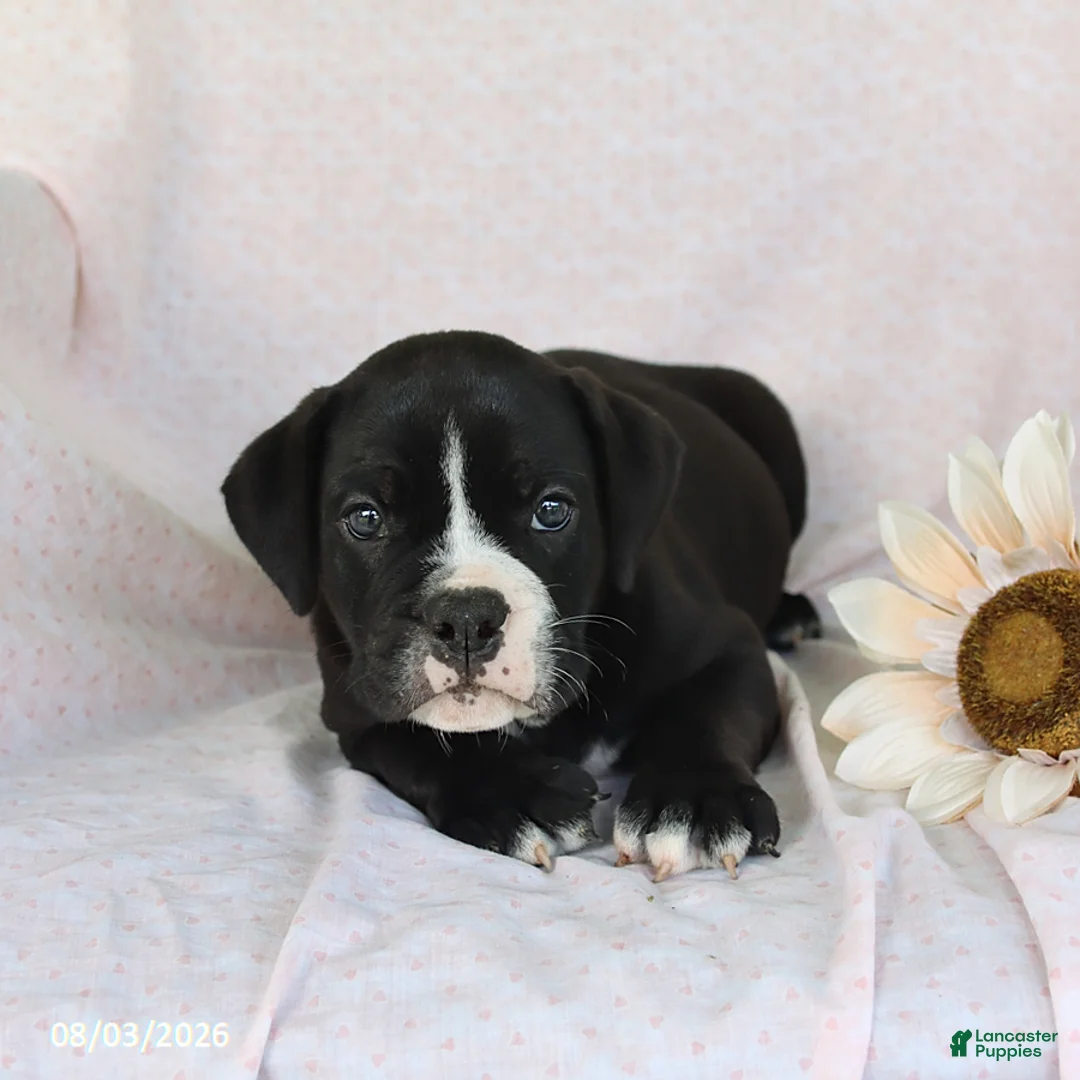 Olde English Bulldogge dogs for sale: Diesel - Ad 3