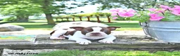 Boston Terrier dogs for sale: Kallie - Ad 3