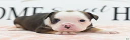 Mixed Breed dogs for sale: Queen - Ad 38