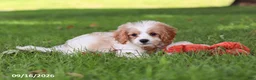 Cavapoochon dogs for sale: Kobe - Ad 10