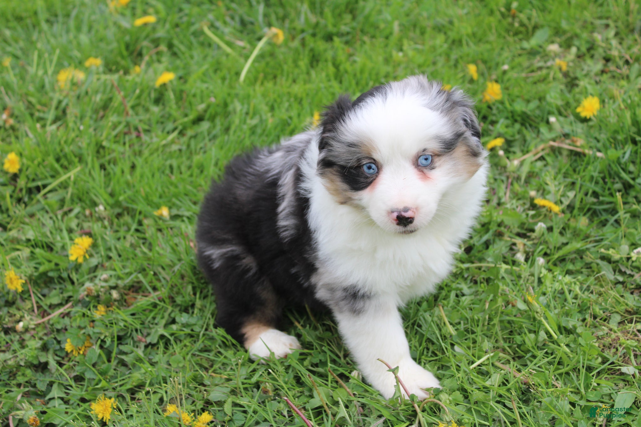 Miniature Australian Shepherd dogs Miniature Australian Shepherd Puppy 1 - Ad 35