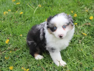 Miniature Australian Shepherd dogs Miniature Australian Shepherd Puppy 1 - Ad 25