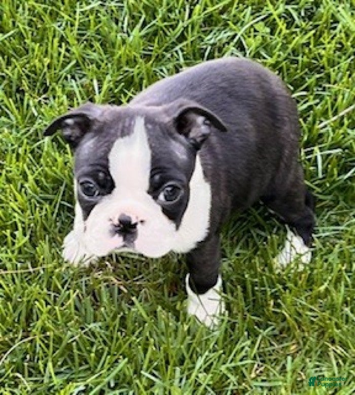 Boston Terrier dogs Betty - Ad 2
