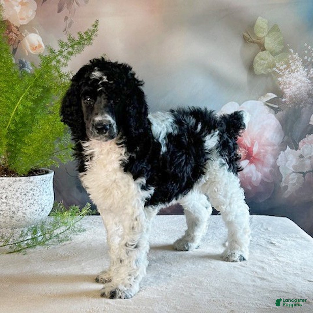 Standard Poodle dogs for sale: Trinity - Ad 1