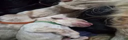 Goldador dogs for sale: Birdie - Ad 6