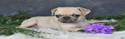 Pug dogs for sale: Jenny - Ad 3
