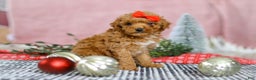 Miniature Poodle dogs for sale: Sadie - Ad 3