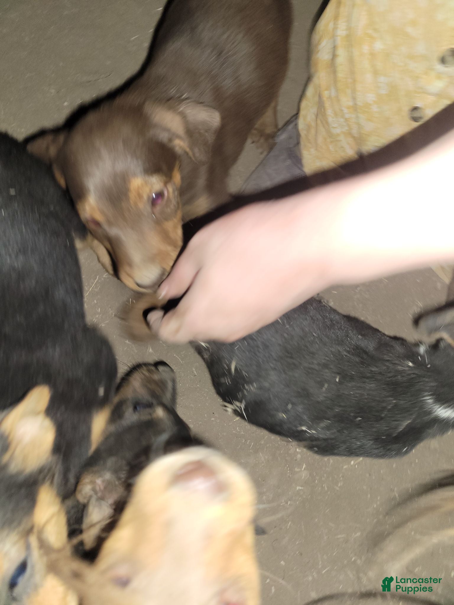 Mixed Breed dogs Mixed Breed 2 - Ad 23