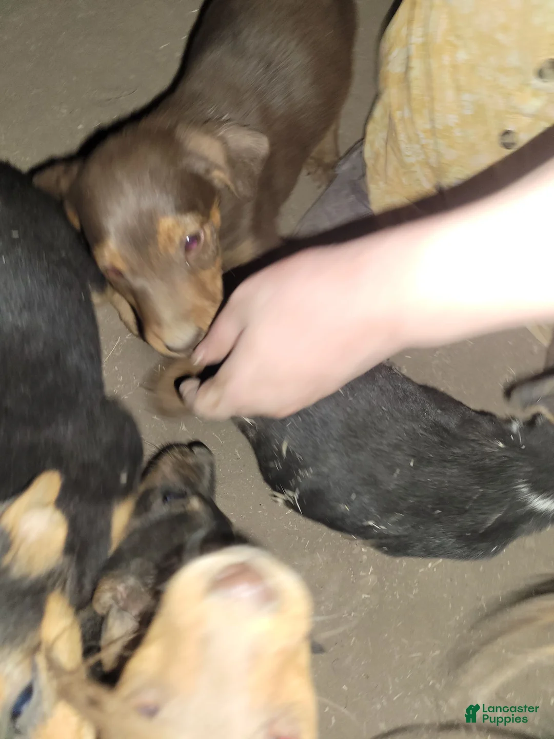 Mixed Breed dogs for sale: Mixed Breed 2 - Ad 1