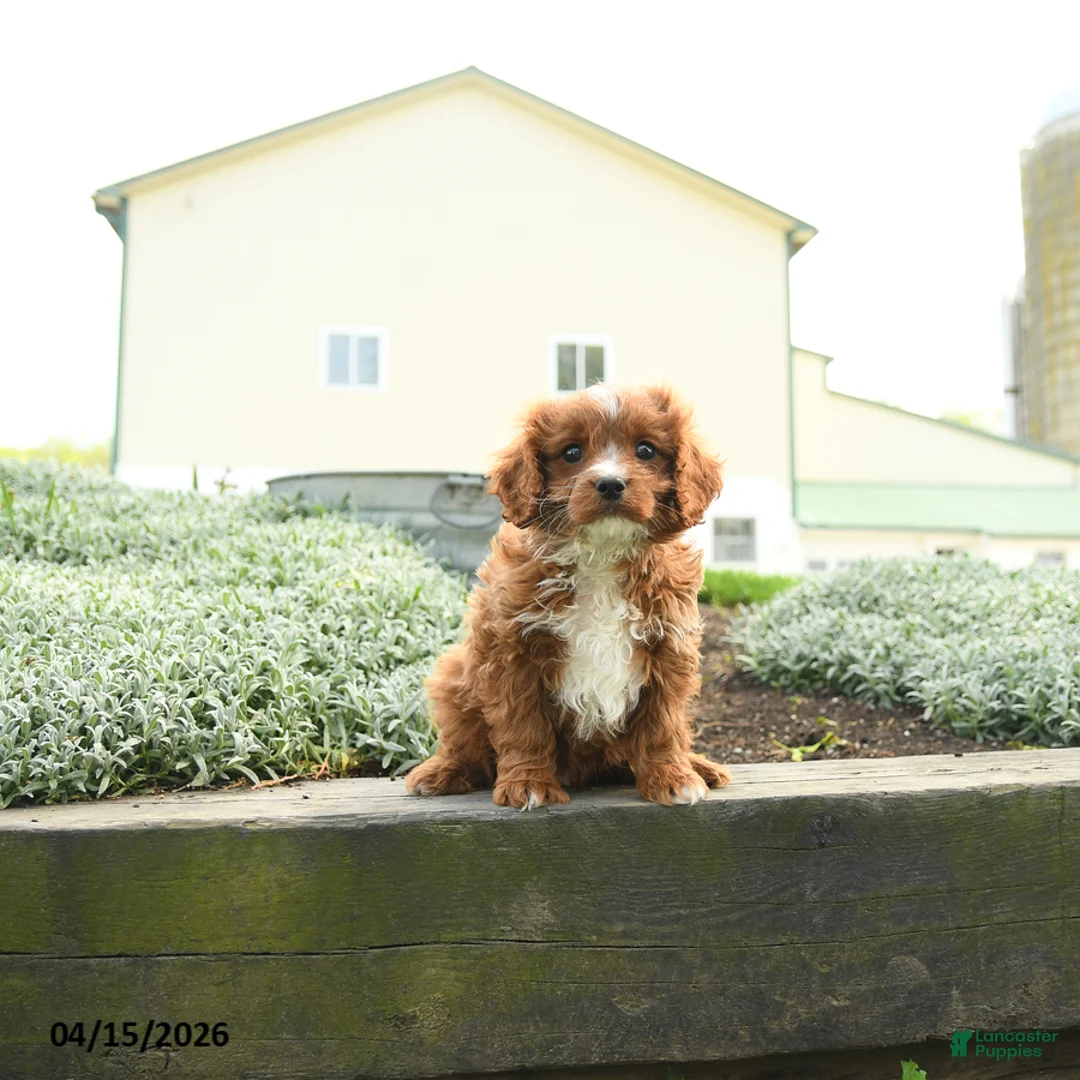 Cavapoo dogs for sale: Thor - Ad 1
