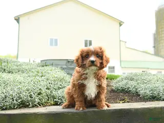 Cavapoo dogs for sale: Thor - Ad 1