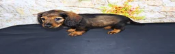 Miniature Dachshund dogs for sale: Wendy - Ad 5