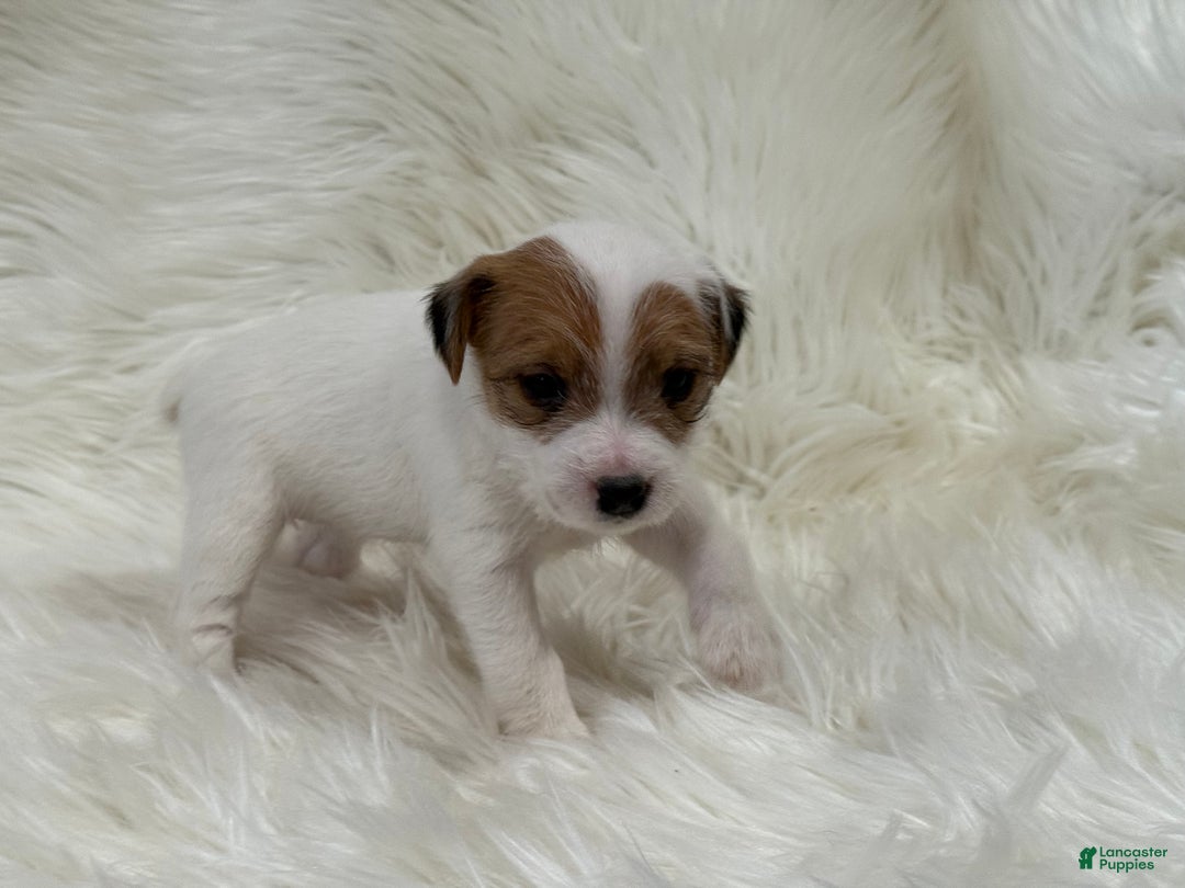 Jack Russell Terrier dogs for sale: Reddit  Puppy 3 - Ad 2