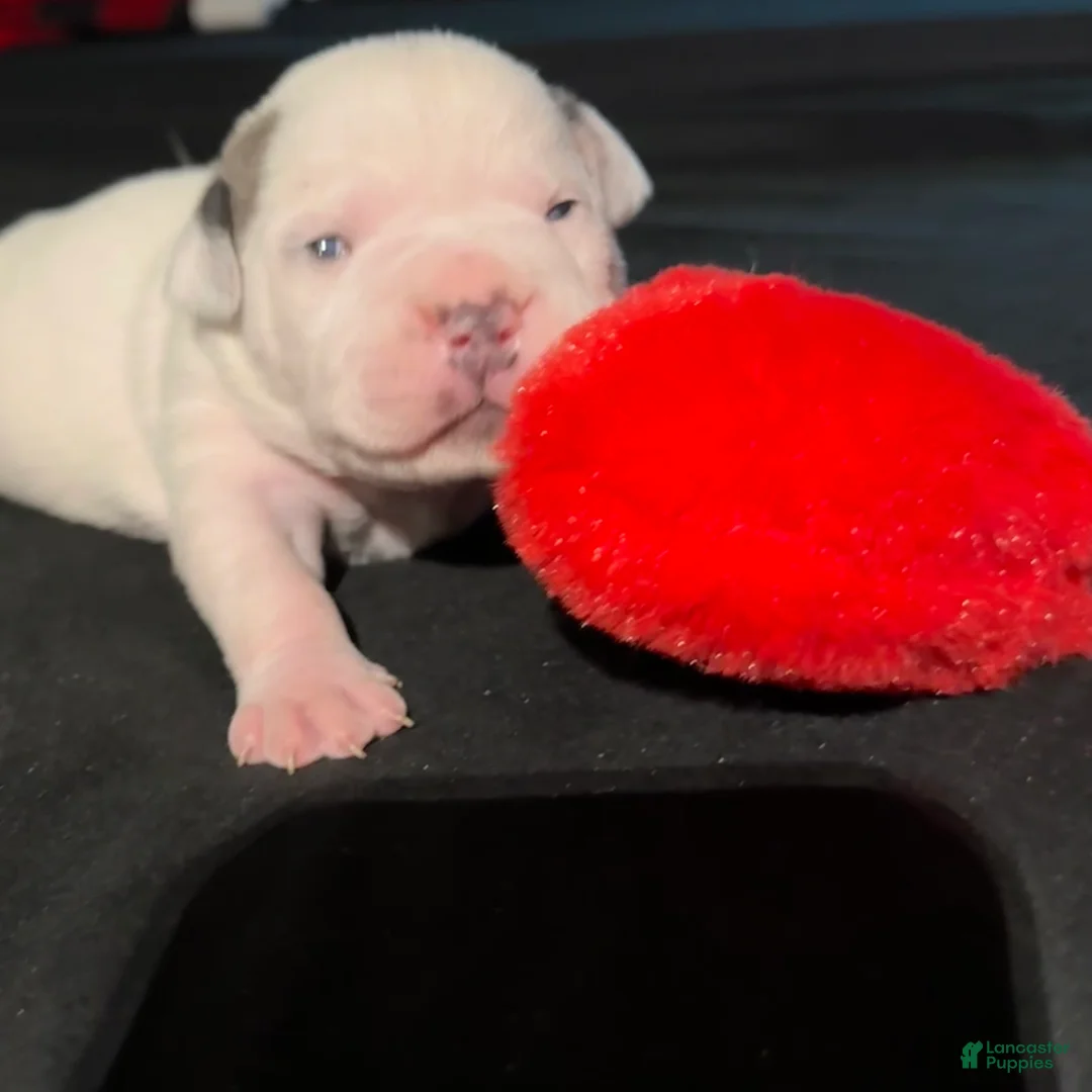 American Bully dogs for sale: American Bully Puppy 1 - Ad 1