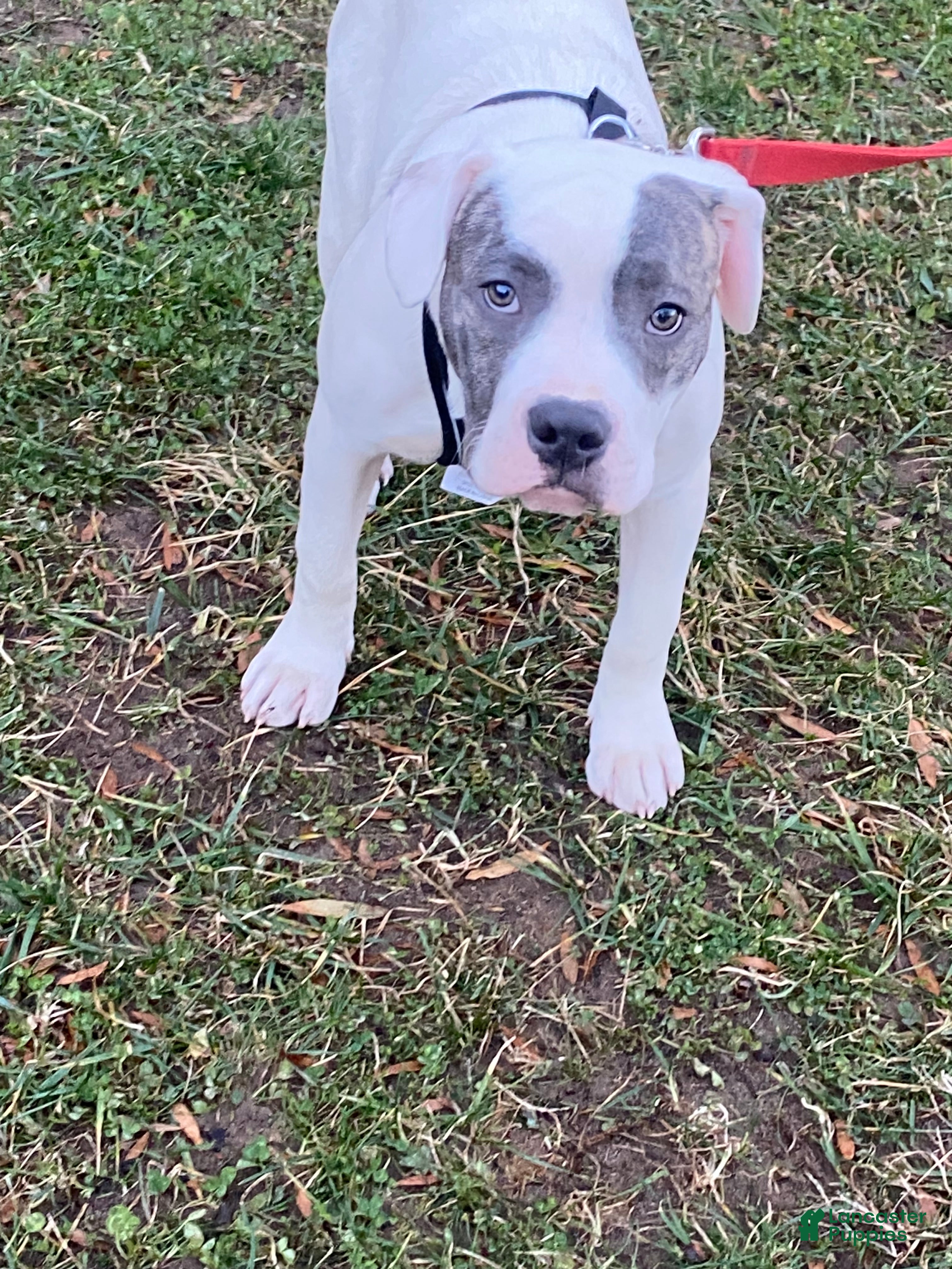 Mixed Breed dogs Frost - Ad 8