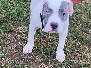 Mixed Breed dogs Frost - Ad 9