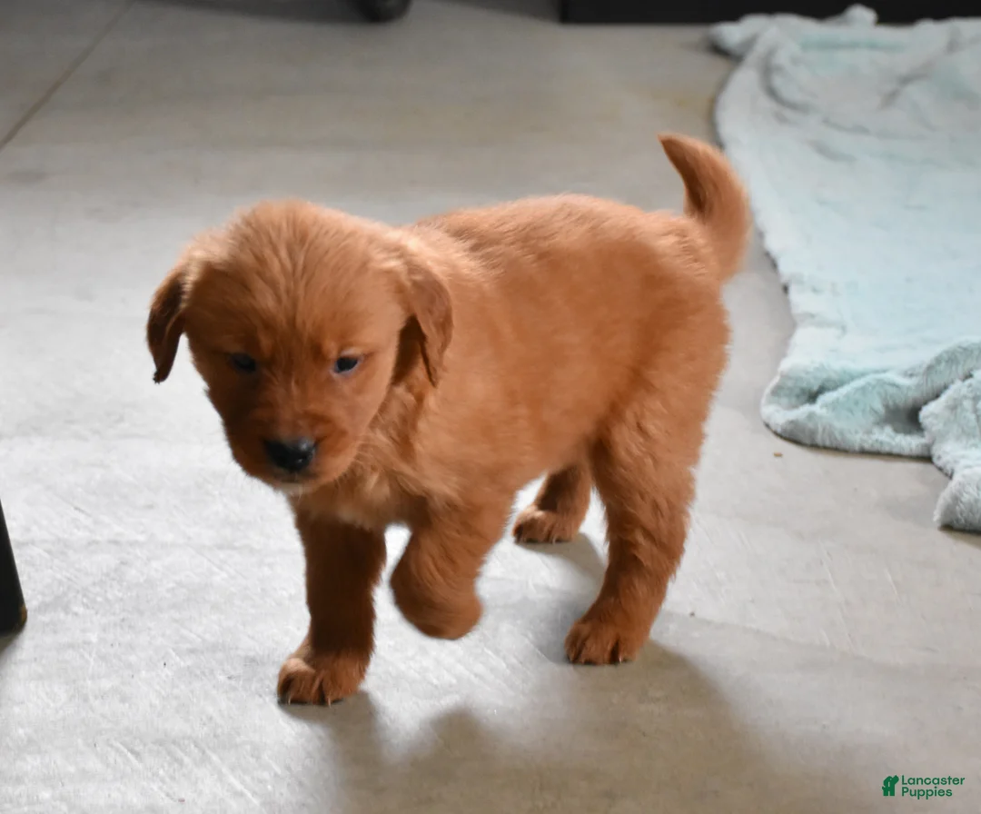 Golden Retriever dogs for sale: Sydney   Genetic/OFA - Ad 13